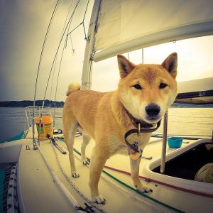 Consejos para navegar con mascotas - Baitara Veterinaria