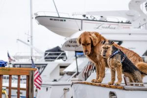 Consejos para navegar con mascotas - Baitara Veterinaria